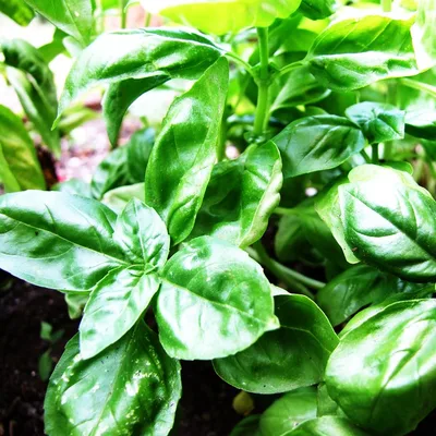 Basil
