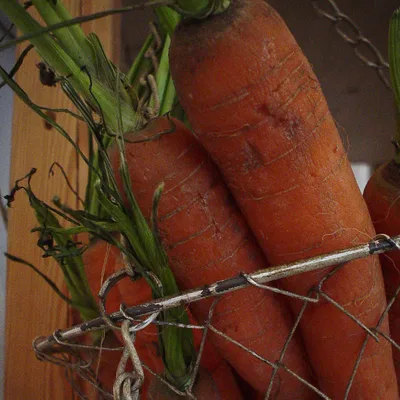 Carrot