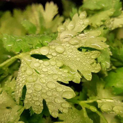 Cilantro