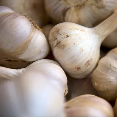 Garlic