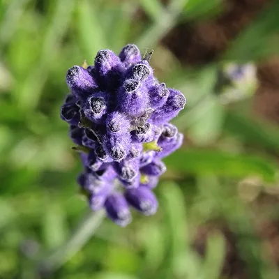 Lavender