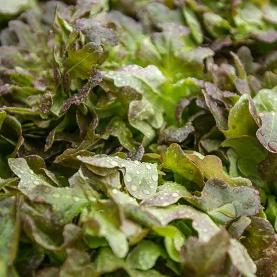 Lettuce