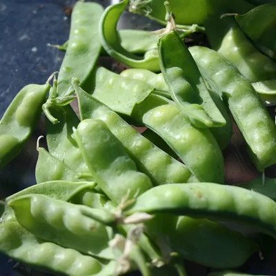 Pea