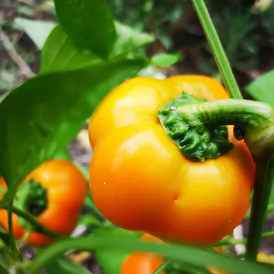 Pepper