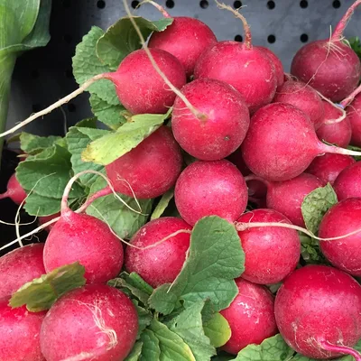 Radish