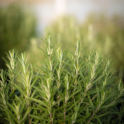 Rosemary