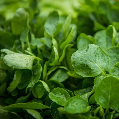 Spinach