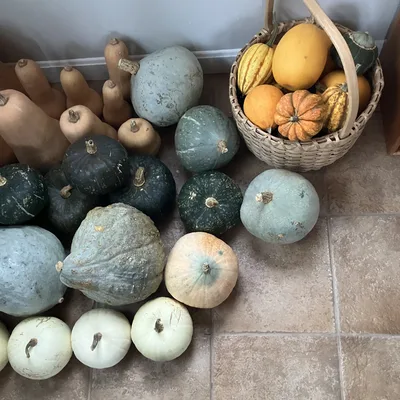 Squash